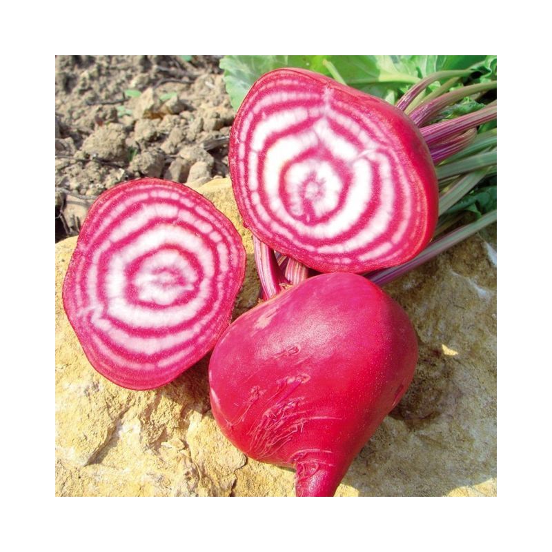 Semailles Betterave rouge de Chiogga