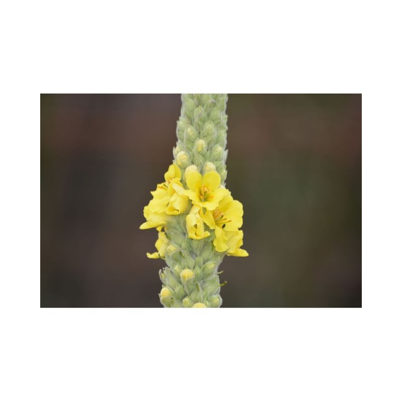 Semailles Bouillon blanc