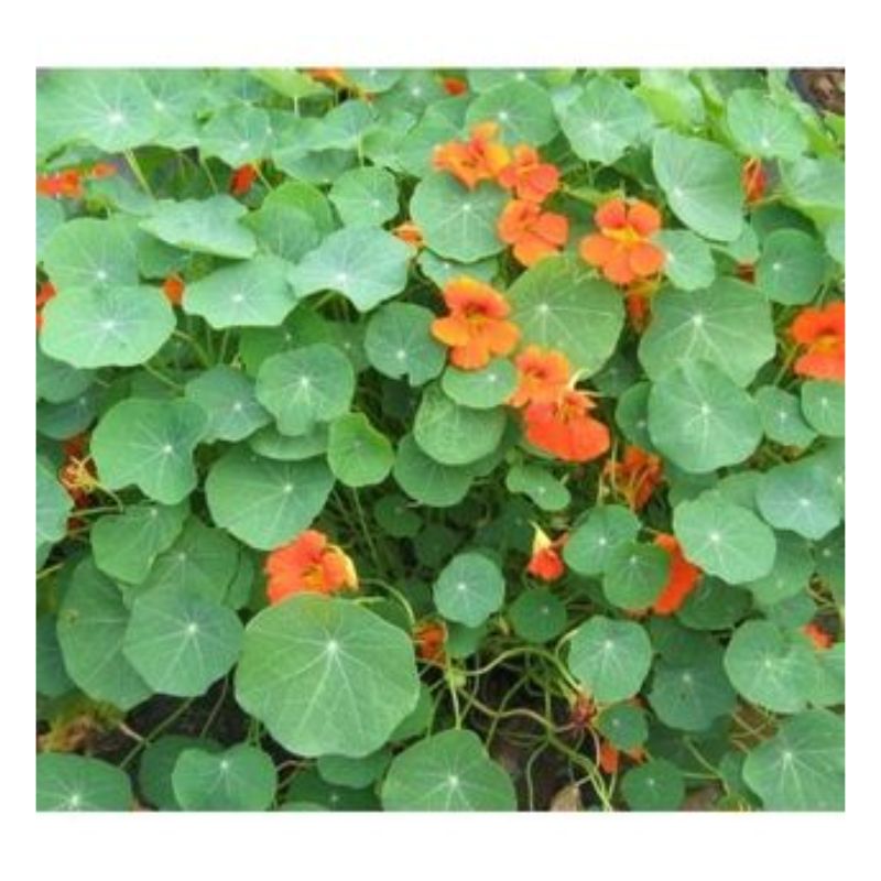 Semailles Capucine naine en mélange