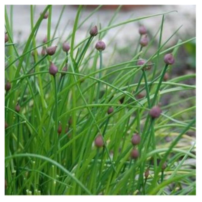 Semailles Ciboulette commune