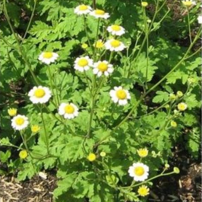 Semailles Grande Camomille