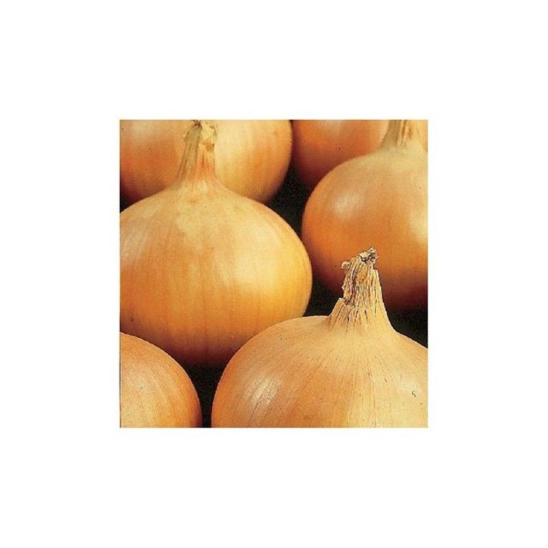 Semailles Oignon Sturon 1kg