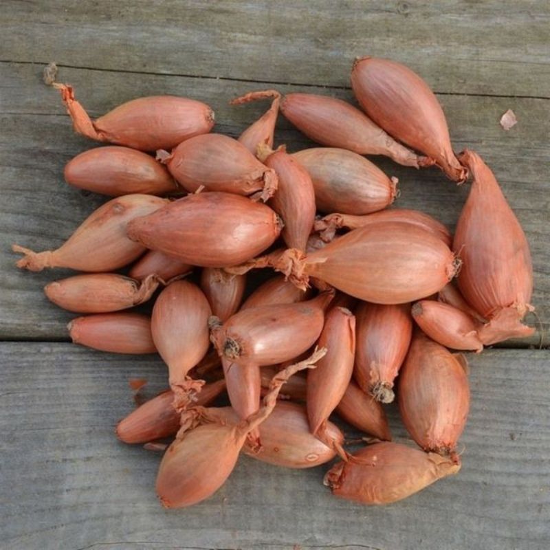 Semailles Echalote Longor 250gr