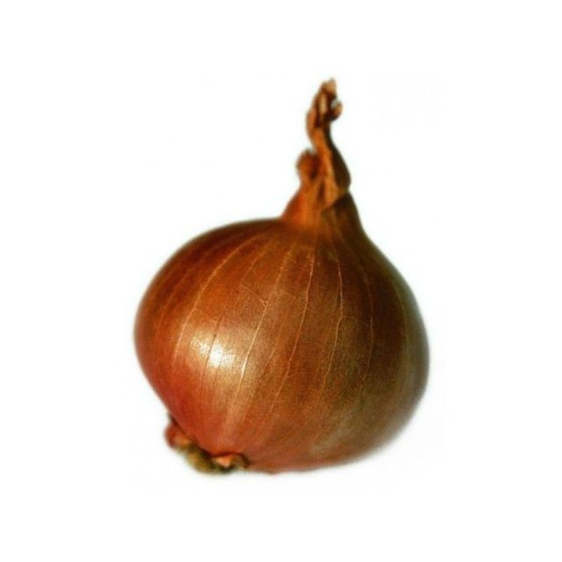 Semailles Echalote Red Sun 250gr