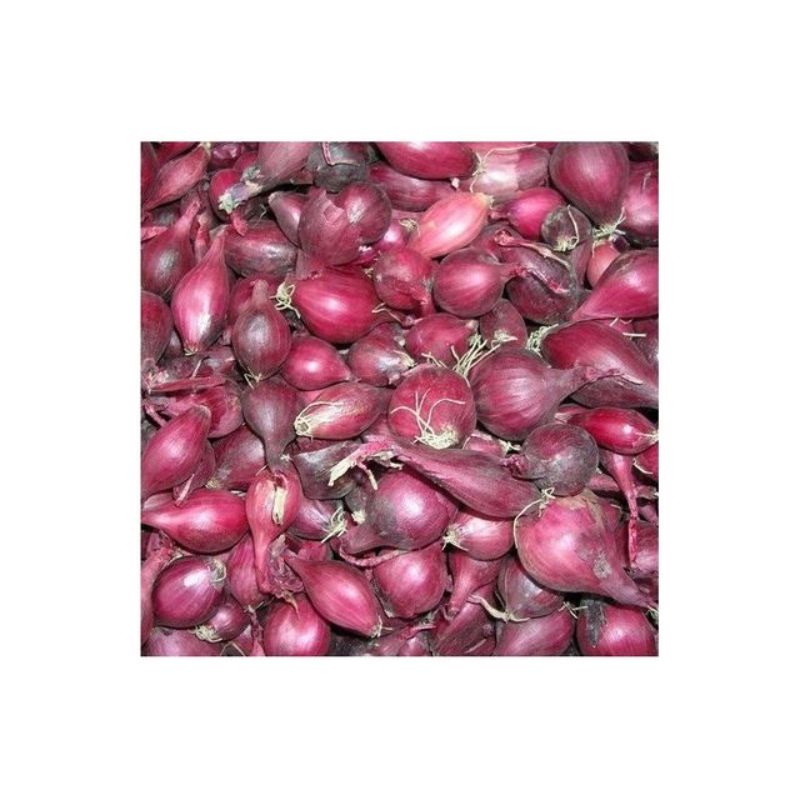 Semailles Oignon Red Baron 500gr