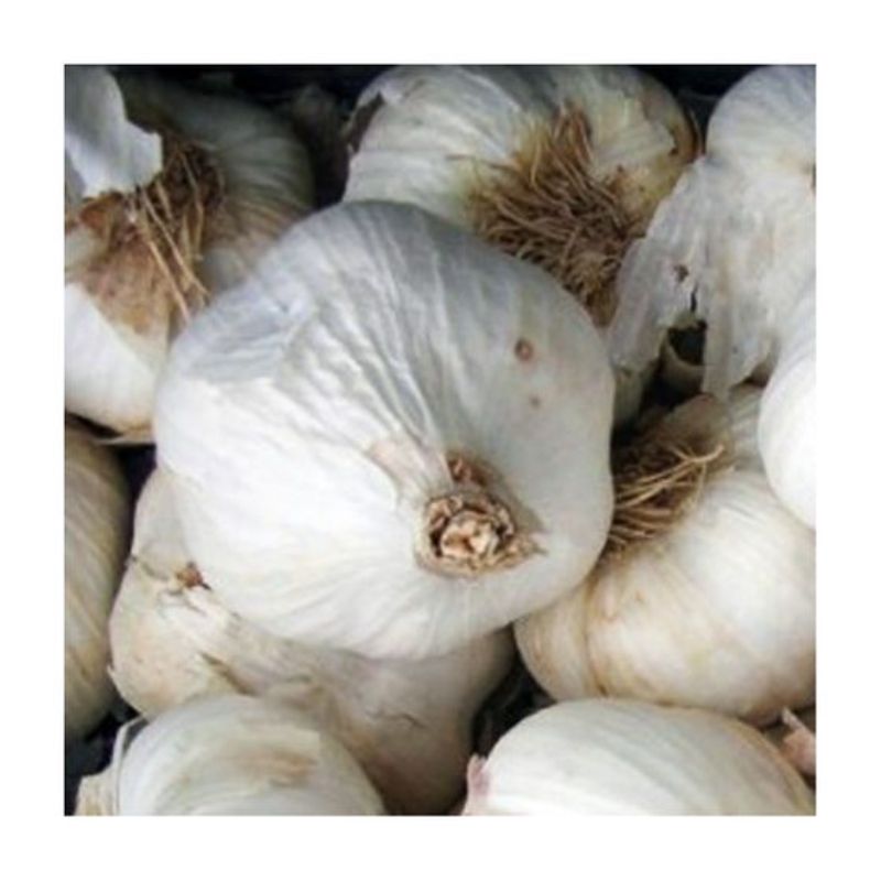 Semailles Ail rose Flavor 5 têtes