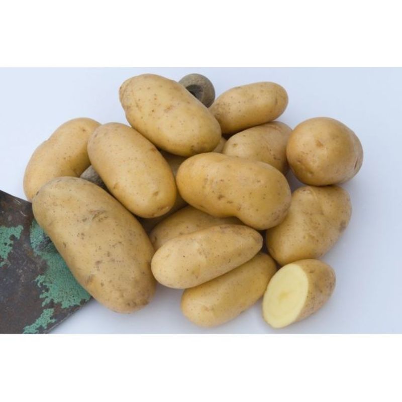 Semailles Pomme de terre Belle de Fontenay 1kg