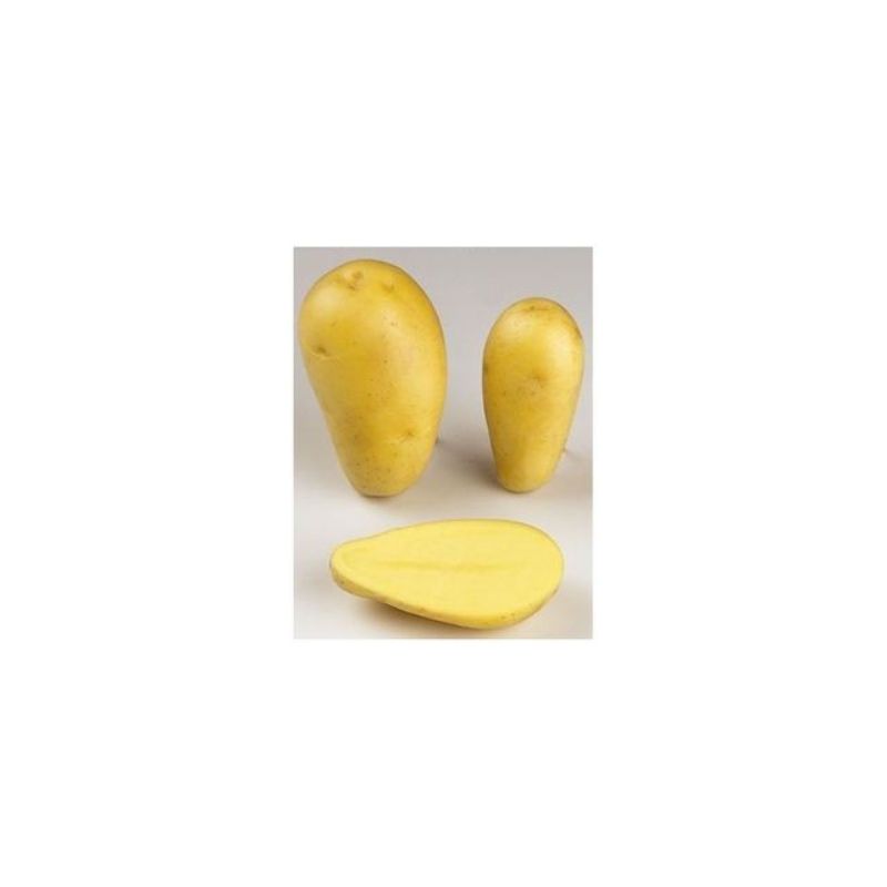 Semailles Pomme de terre Allians 1kg