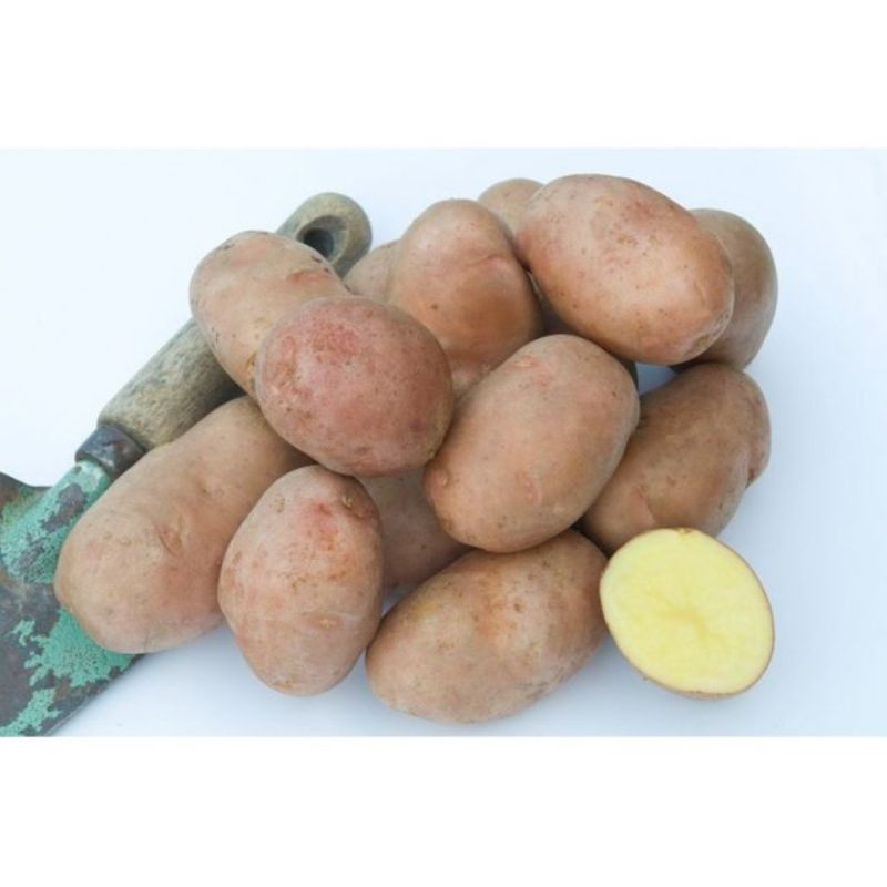 Semailles Pomme de terre Rosabelle 1kg