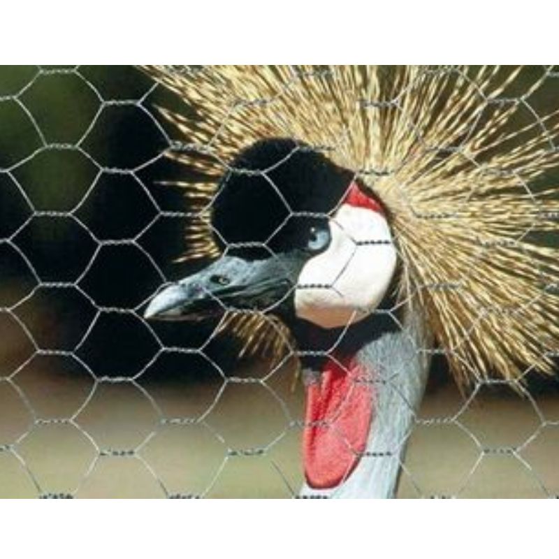 Grillage triple torsion galvanisé maille hexagonale 19x19, 1mx10m