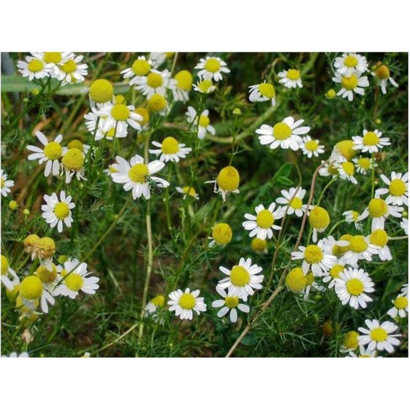 Semailles Camomille matricaire