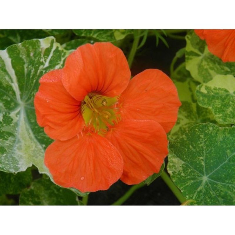 Semailles Capucine naine panachée