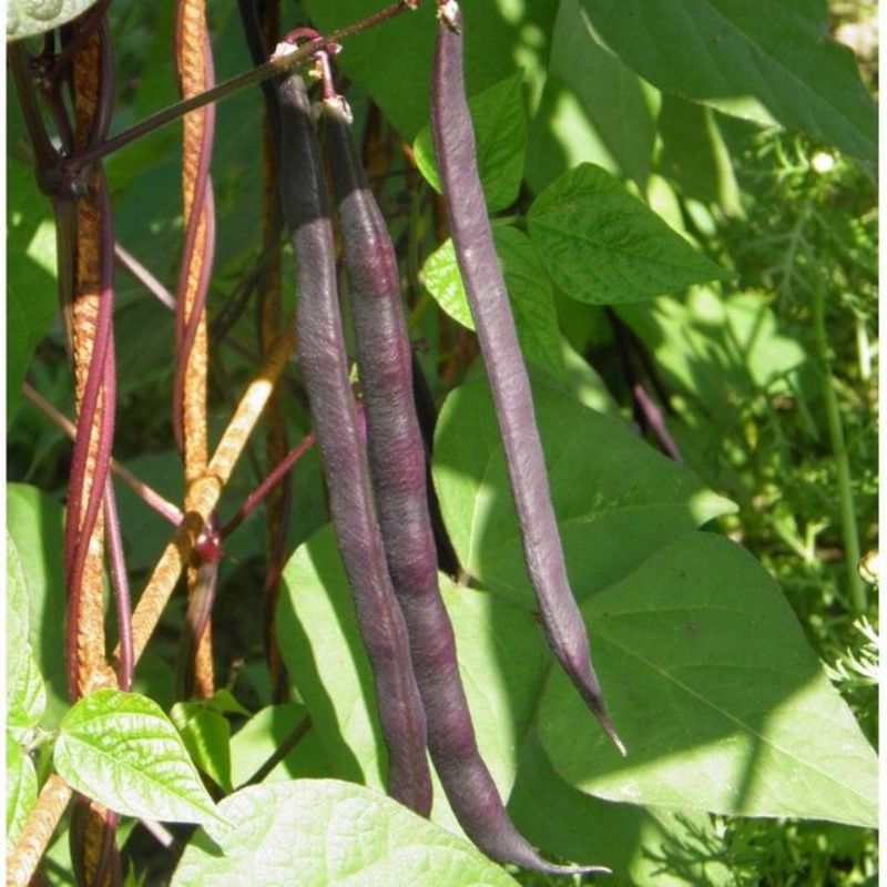 Semailles Haricot à cosses violettes