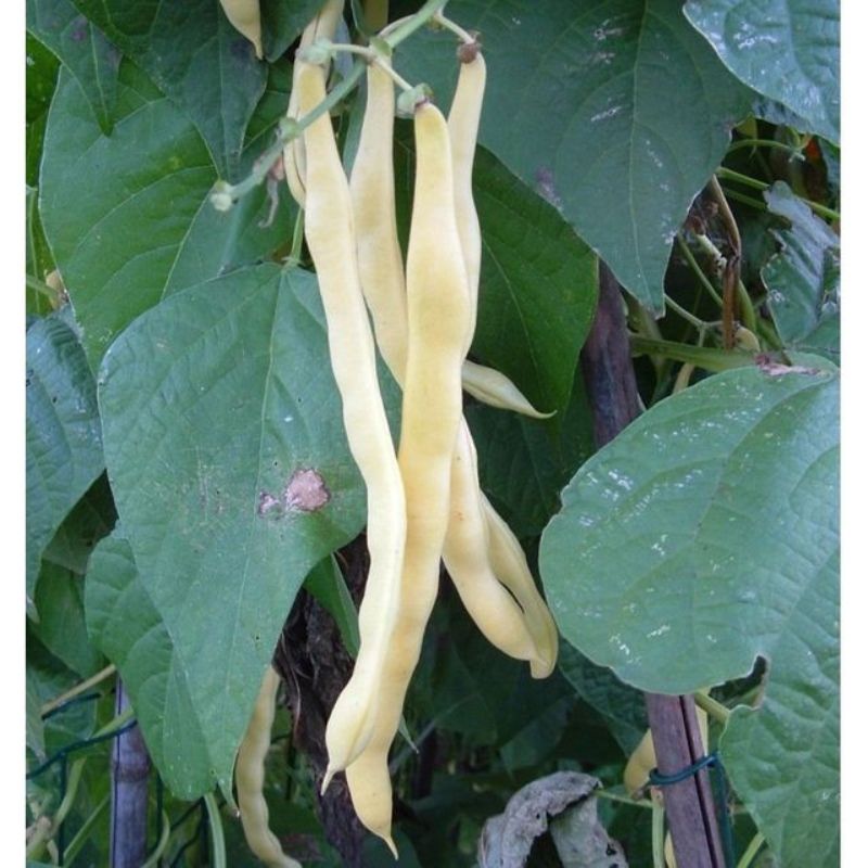 Semailles Haricot Neckargold