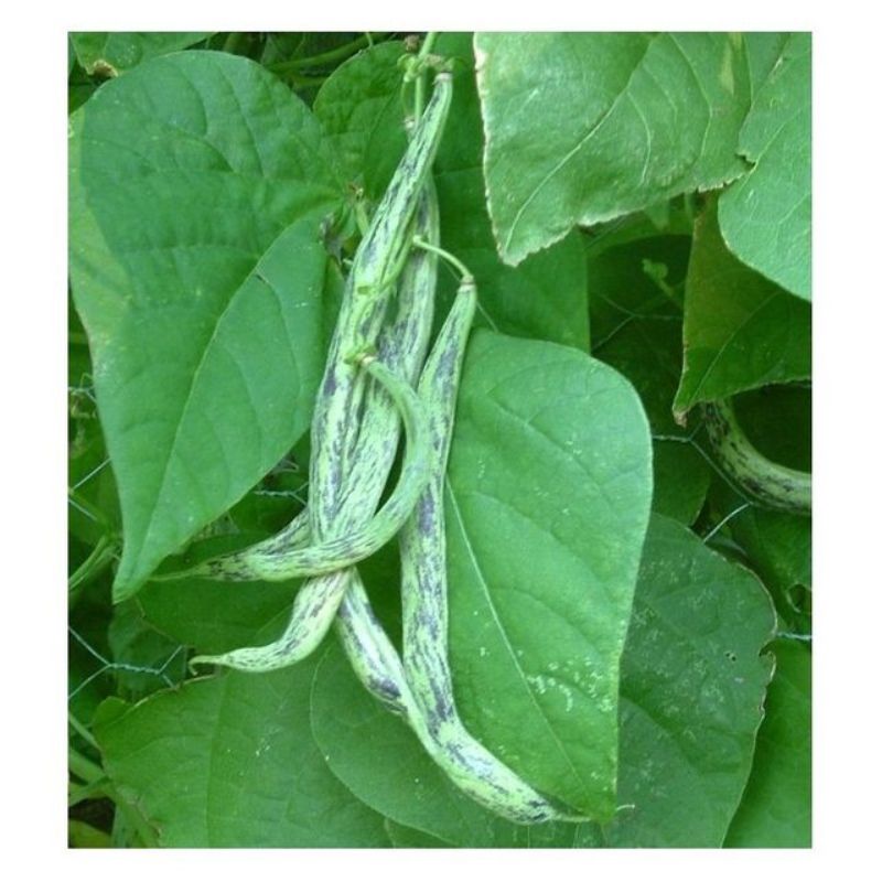 Semailles Haricot Weinländerin