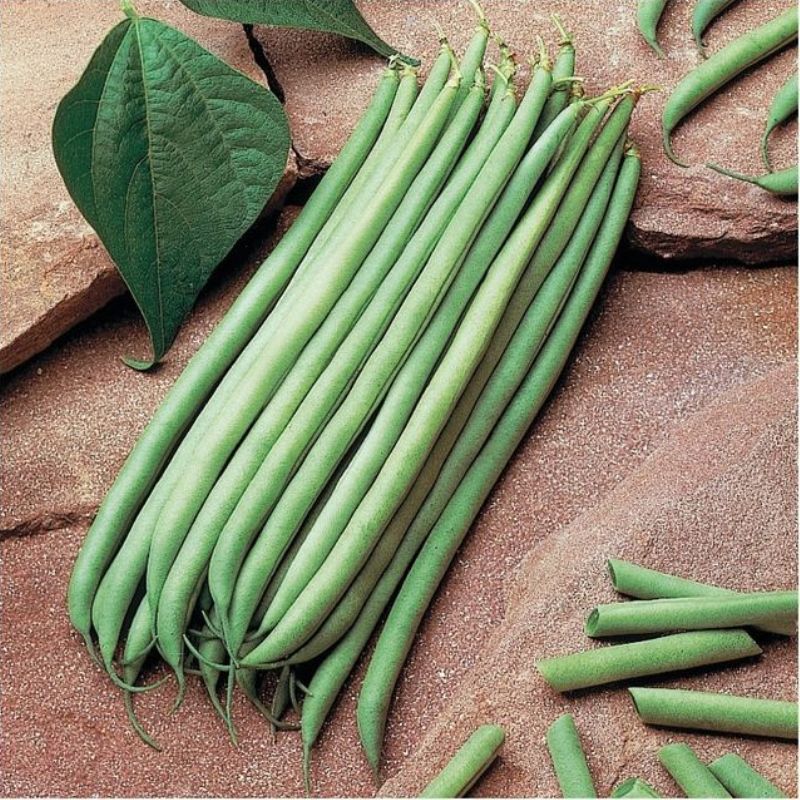 Semailles Haricot Argus