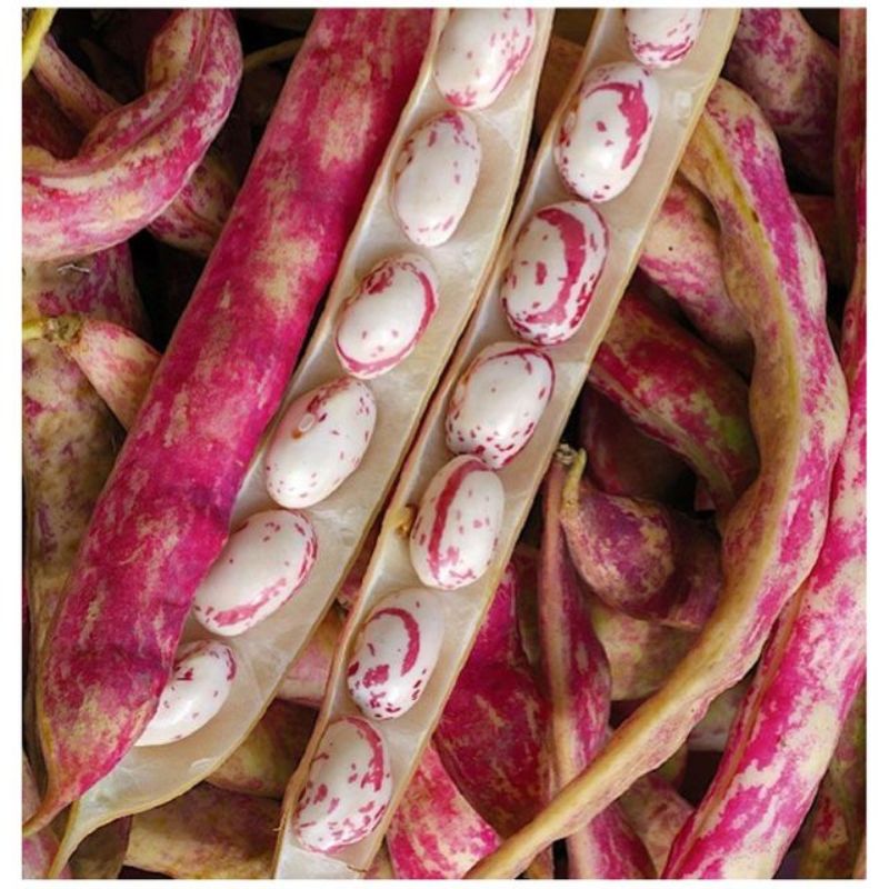 Semailles Haricot Borlotto