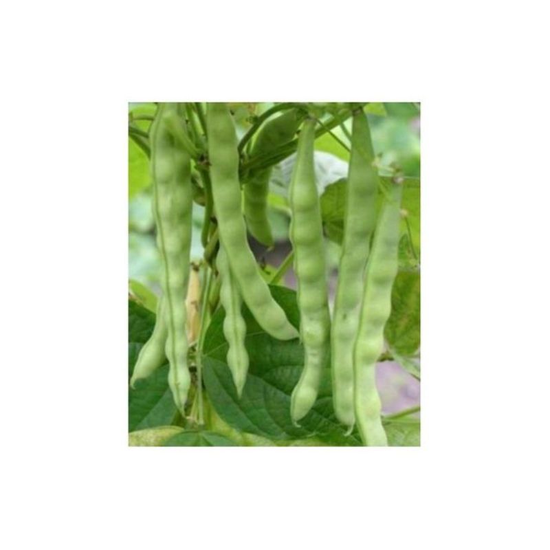 Semailles Haricot de Malines