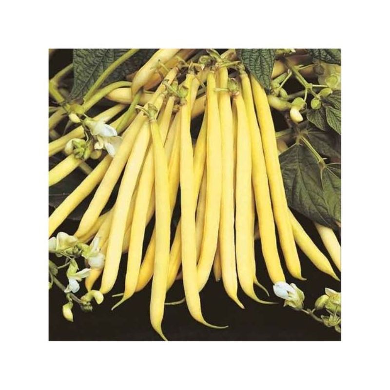 Semailles Haricot Helios