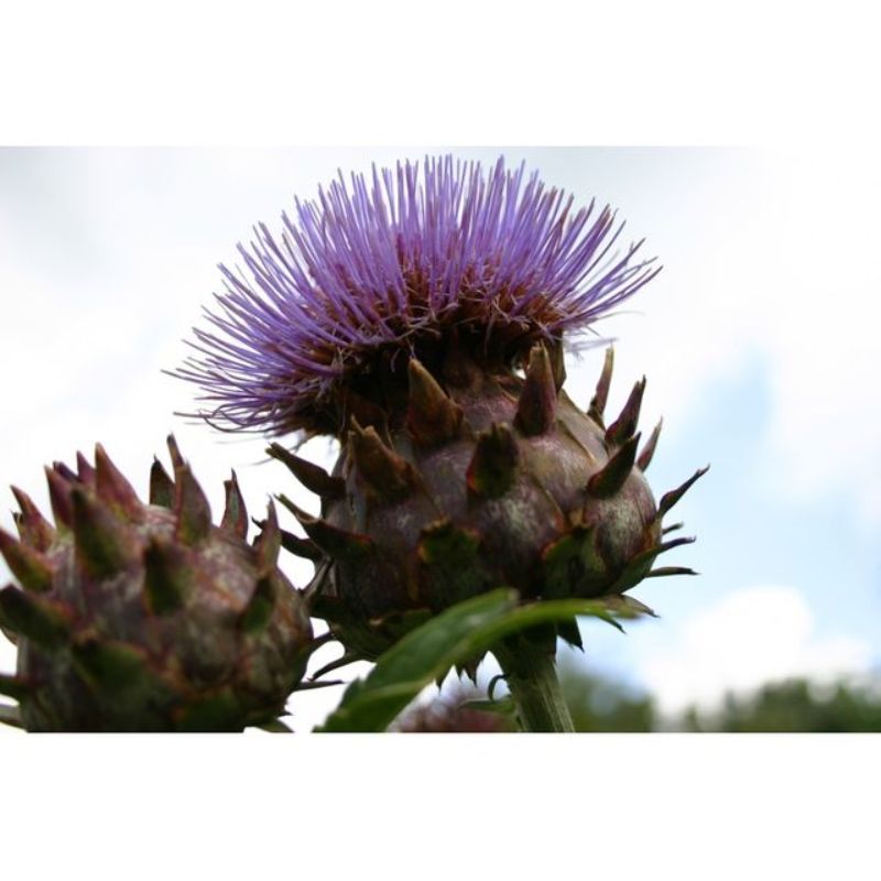 Semailles Cardon argenté de Plainpalais