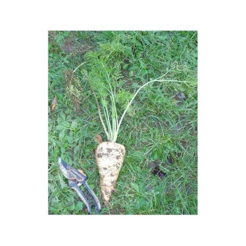 Semailles Carotte blanche de Küttigen