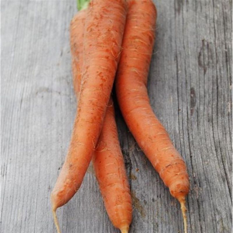 Semailles Carotte de Carentan