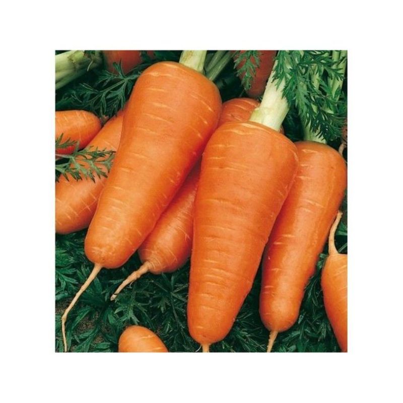 Semailles Carotte de Chantenay à coeur rouge 2