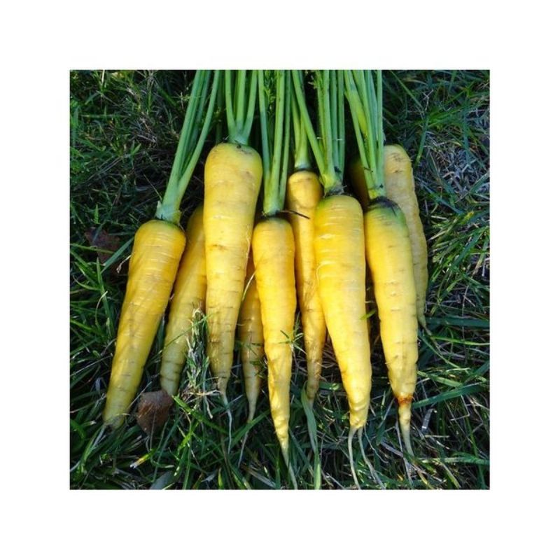 Semailles Carotte jaune obstuse du Doubs