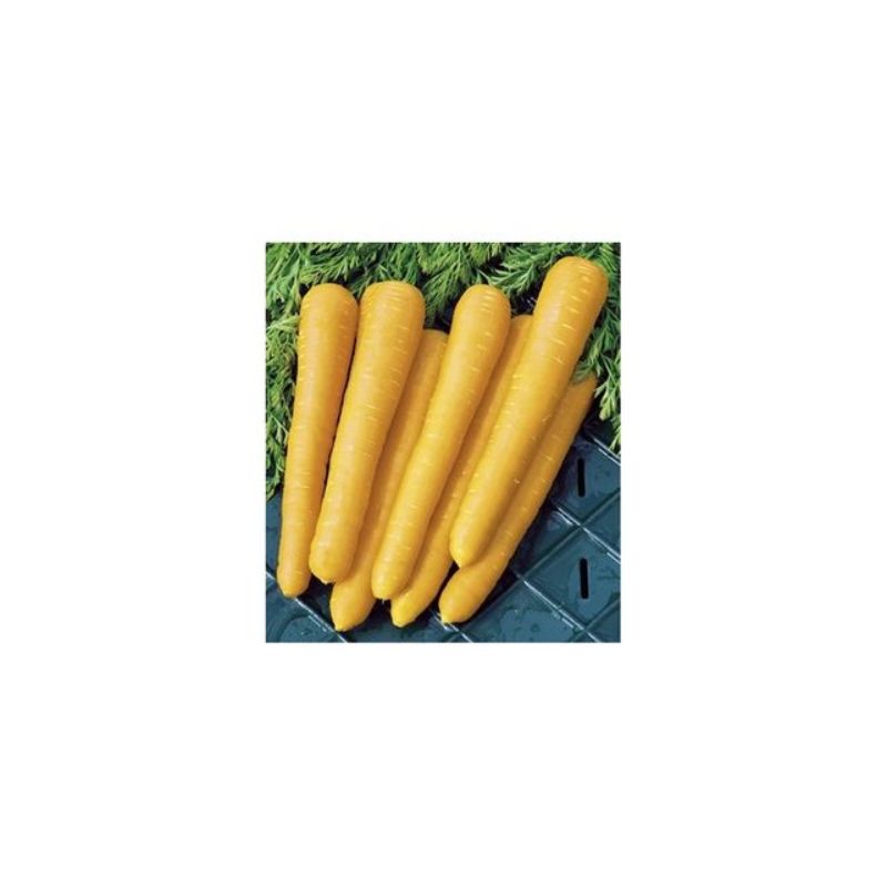 Semailles Carotte longue jaune de Belgique