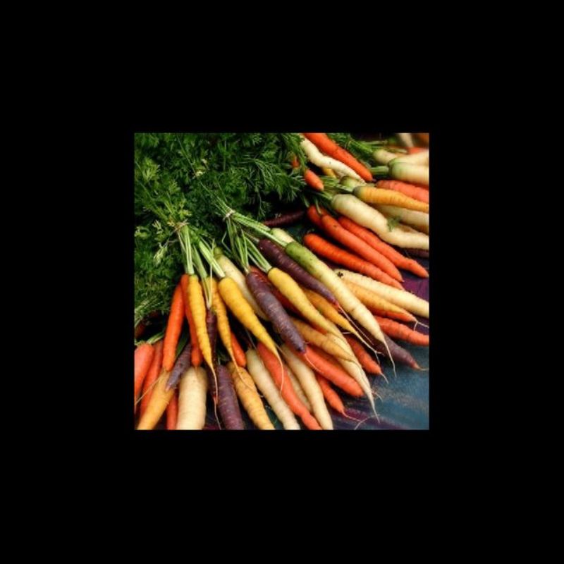 Semailles Carottes en mélange