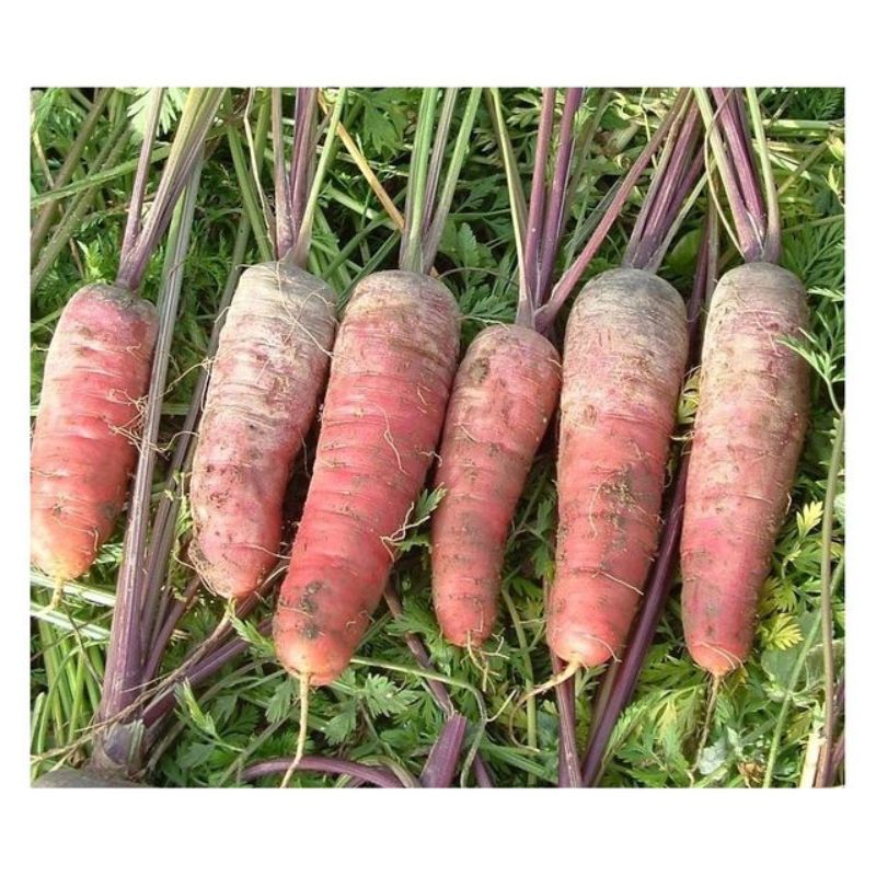 Semailles Carotte violette "rouge sang"