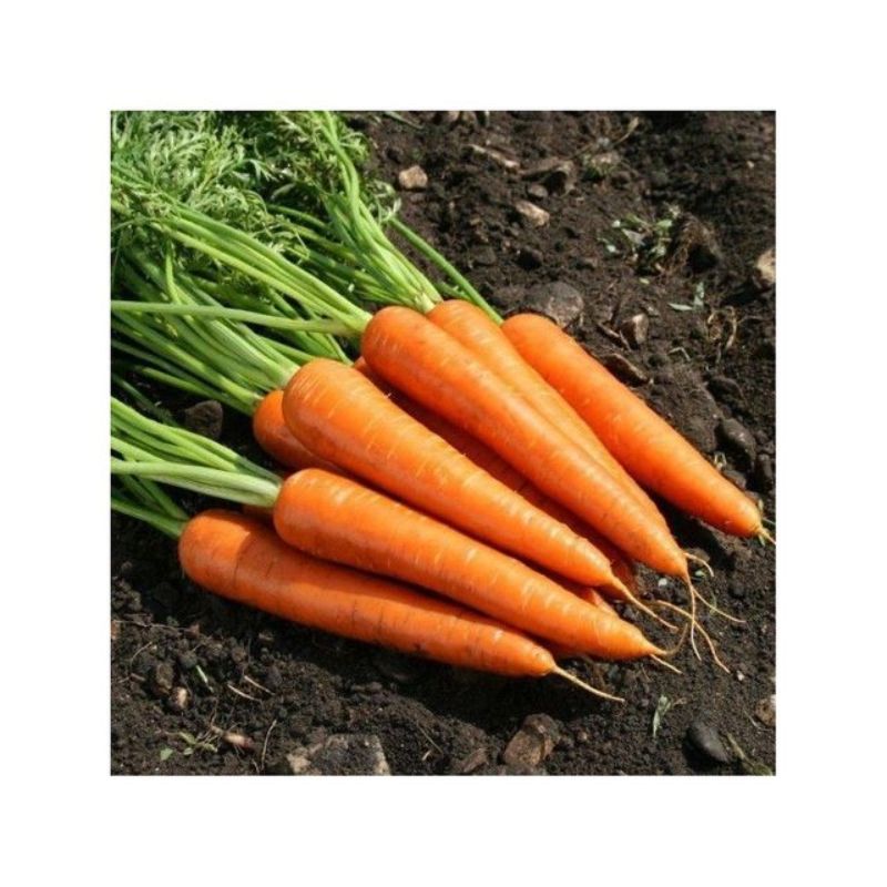 Semailles Carotte hâtive Milan