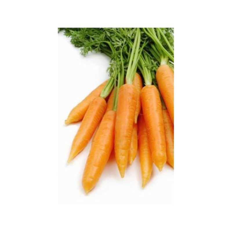 Semailles Carotte Rodelika