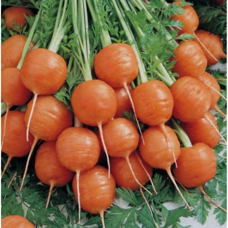 SEMAILLES CAROTTE MARCHE DE PARIS