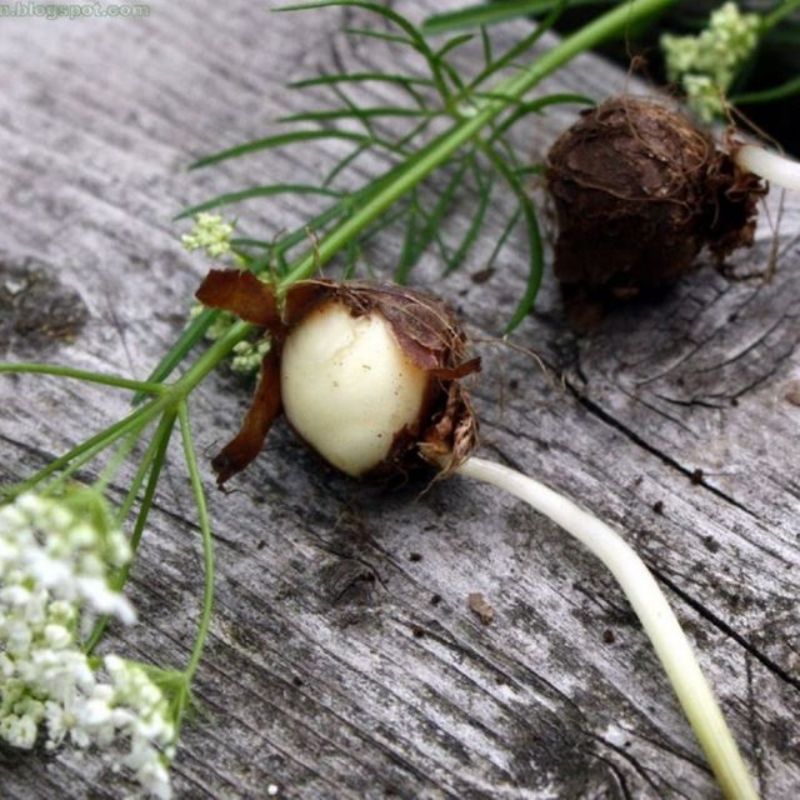 Semailles Chataigne de terre