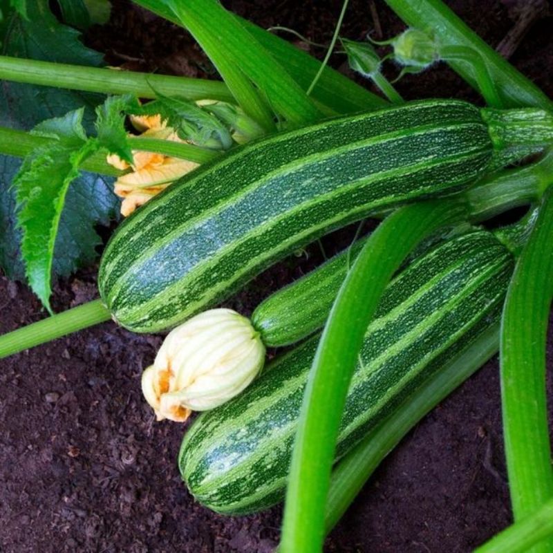 Semailles Courgette Costata Romanesco