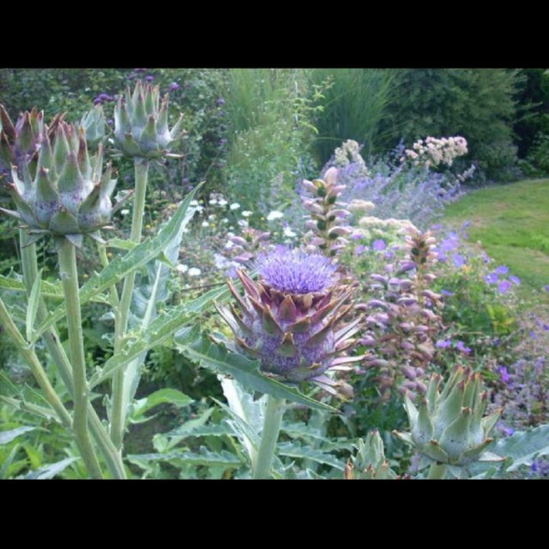 Semailles Cardon De Bolster