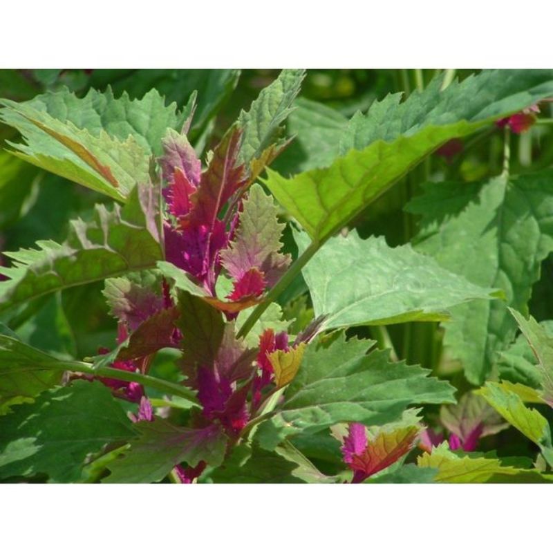 Semailles Chénopode multicolore