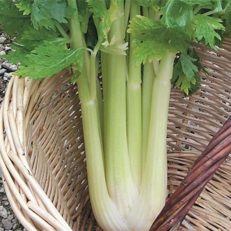 Semailles Céleri Géant doré