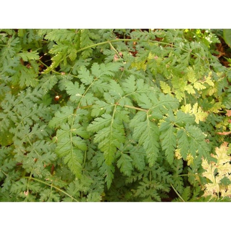 Semailles Cerfeuil vivace