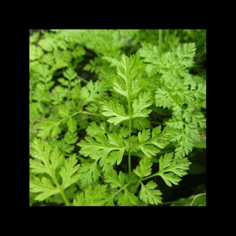 Semailles Cerfeuil commun