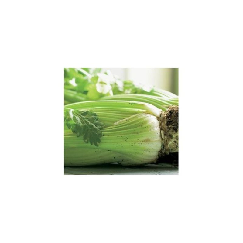 Semailles Céleri à côtes Blanc Pascal