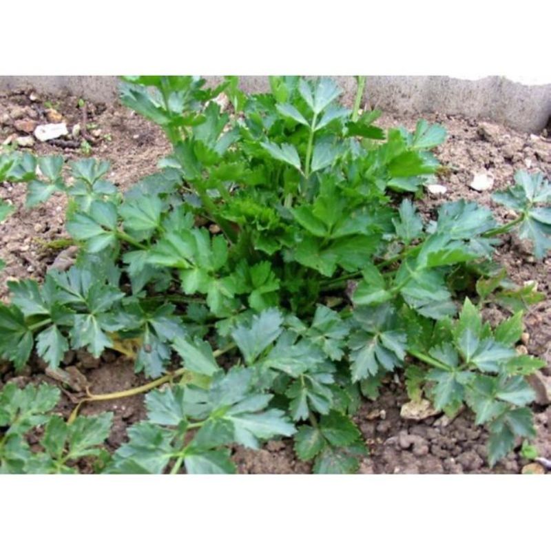 Semailles Céleri à couper Pipe creuse de Malines