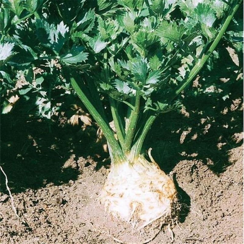 Semailles Céleri rave Alba