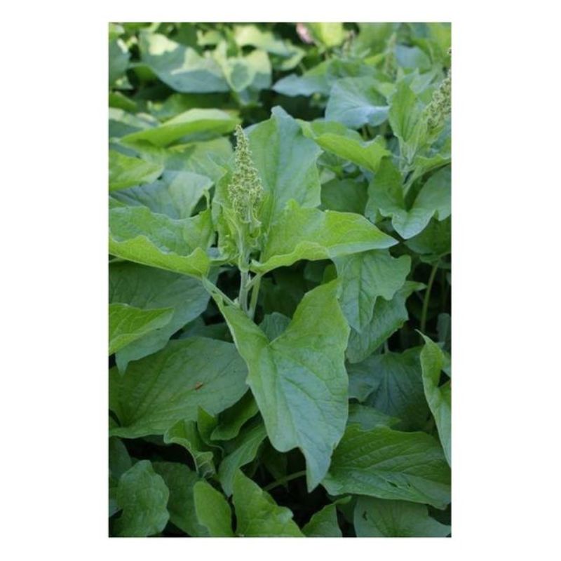 Semailles Chénopode Bon-Henri