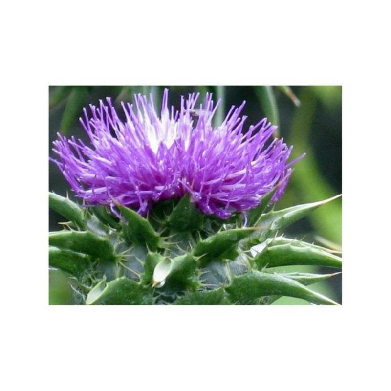 Semailles Chardon Marie