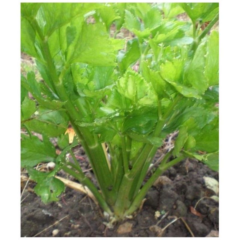 Semailles Céleri à côtes Vert d'Elne
