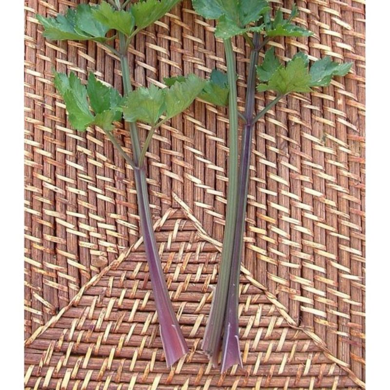 Semailles Céleri à côtes violettes