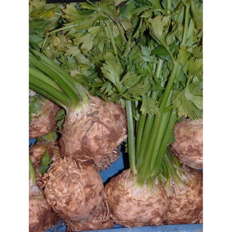 Semailles Céleri rave Monarch