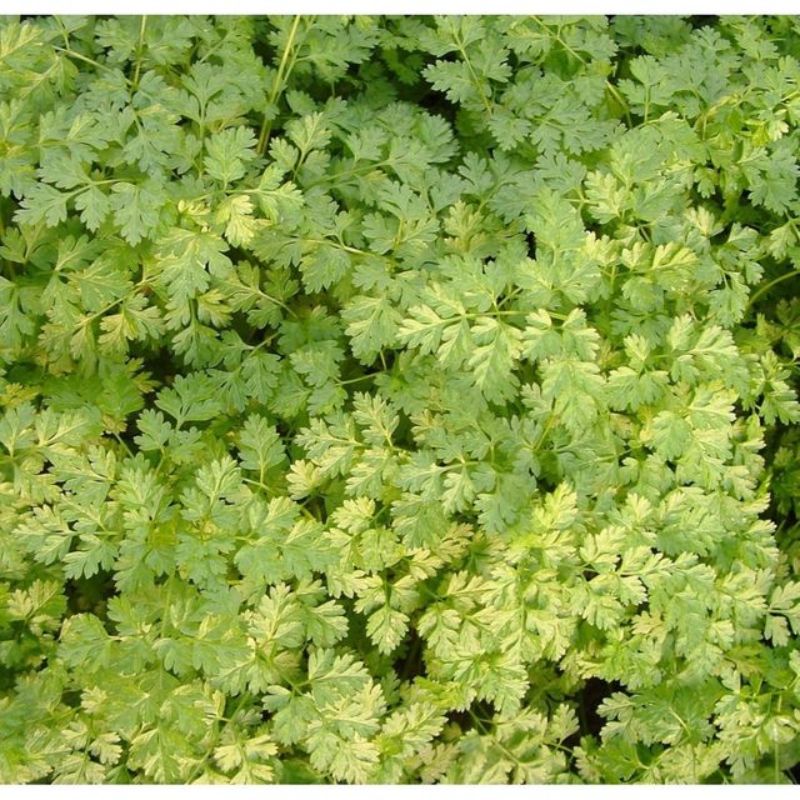 Semailles Cerfeuil d'hiver de Bruxelles